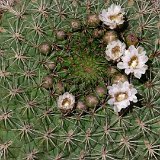 Gymnocalycium saglionis P1020849.JPG